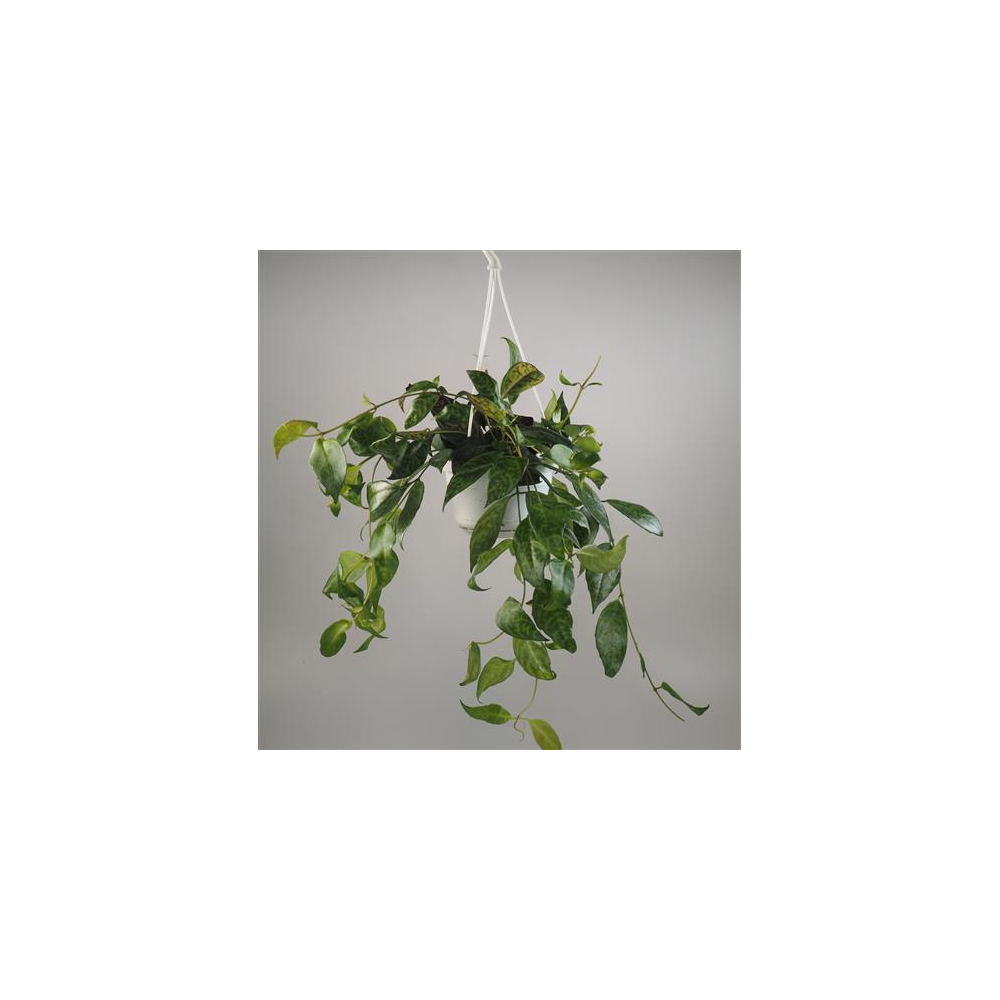 Aeschynanthe Marmoratus Remarquable