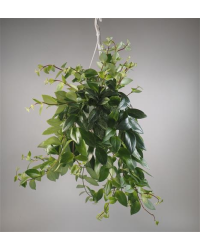 Aeschynanthe Remarquable Retombante