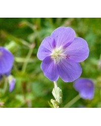 Geranium Vivace Walli Blue Sunrise