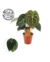 Anthurium Clarinervium