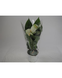 Anthurium Grandiflora Blanc