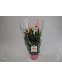 Anthurium Grandiflora Lilli