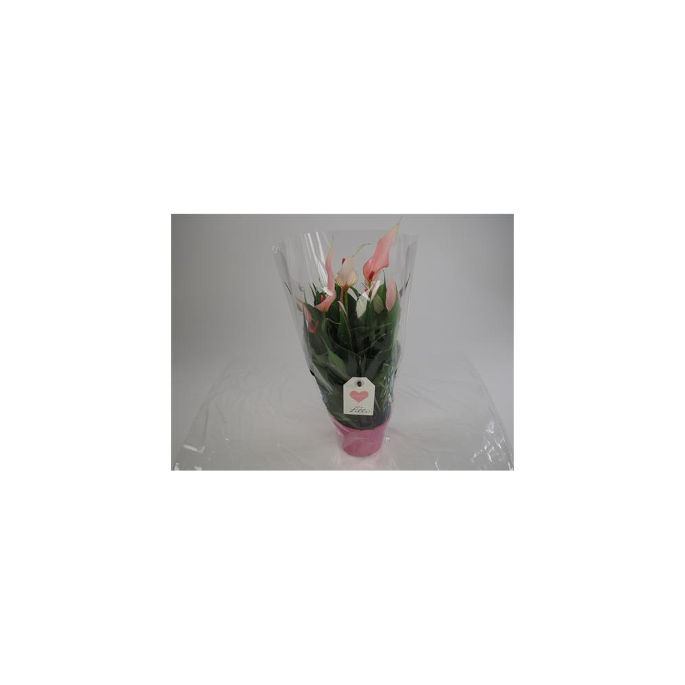 Anthurium Grandiflora Lilli