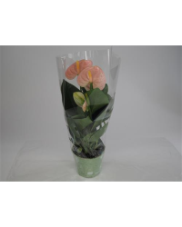 Anthurium Grandiflora Rose Clair