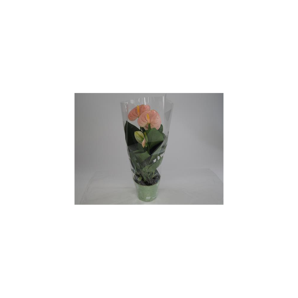 Anthurium Grandiflora Rose Clair