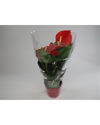 Anthurium Grandiflora Rouge