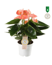 Anthurium Grandiflora Champion Rainbow