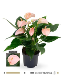 Anthurium Grandiflora Karma Joli Pêche