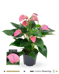 Anthurium Grandiflora Karma Rose Clair