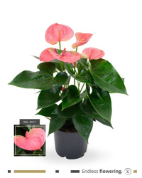 Anthurium Grandiflora Karma Rose Foncé