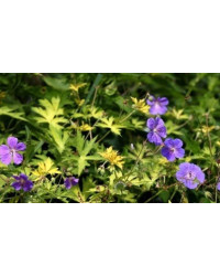 Geranium Vivace Walli Blue Sunrise