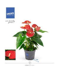 Anthurium Grandiflora Karma Rouge