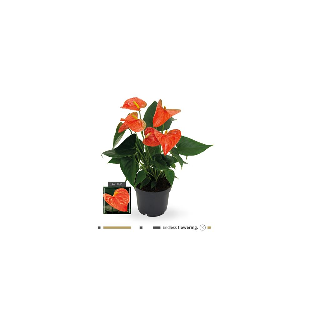 Anthurium Grandiflora Karma Orange