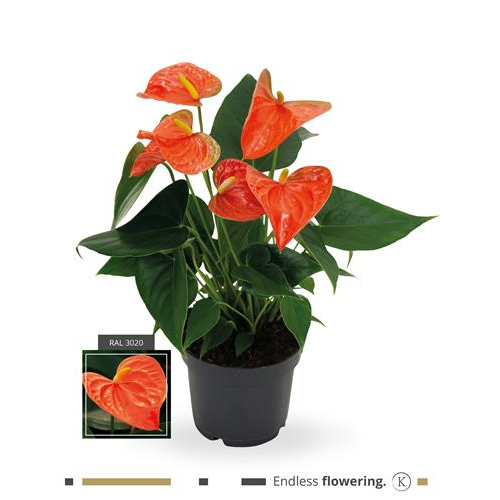 Anthurium Grandiflora Karma Orange