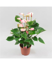 Anthurium Grandiflora Amalia Élégance