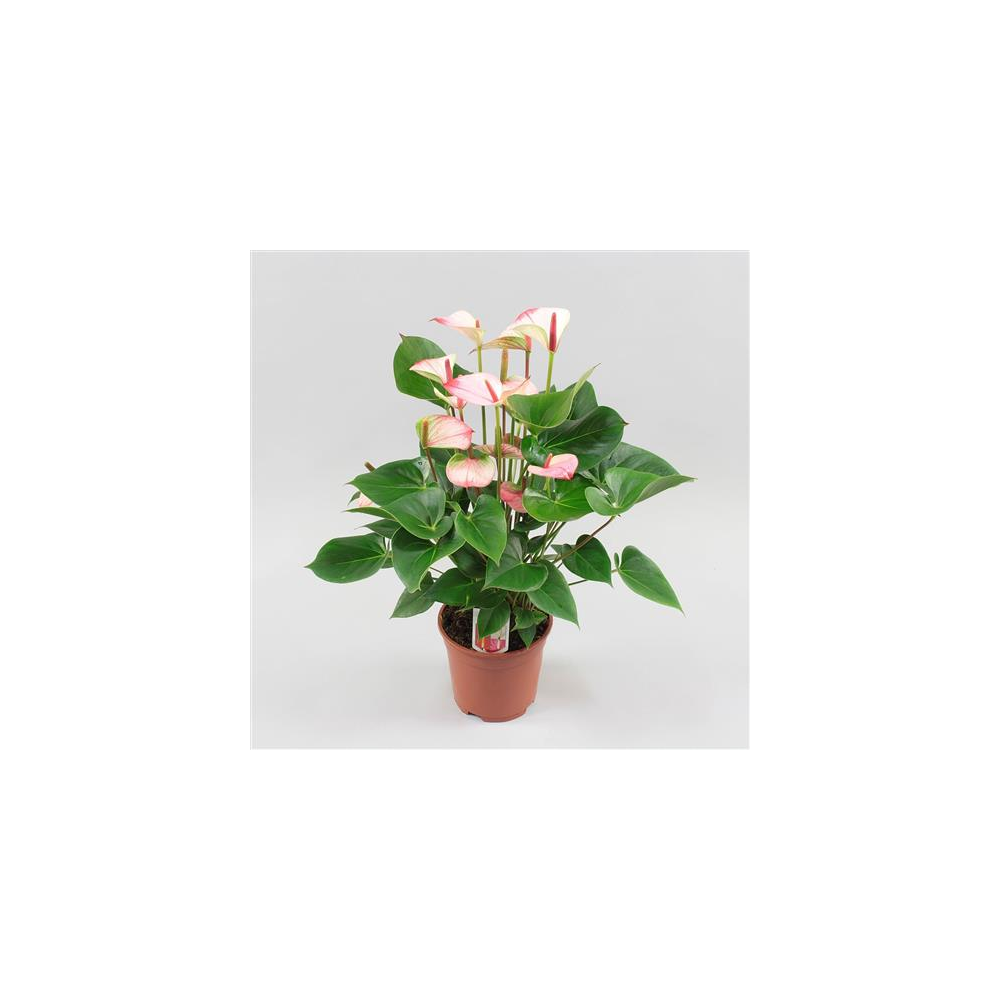 Anthurium Grandiflora Amalia Élégance
