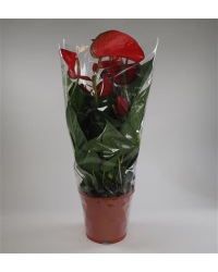 Anthurium Grandiflora Red Bull