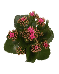 Kalanchoé De Blossfeld Rose