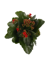 Kalanchoé De Blossfeld Rouge
