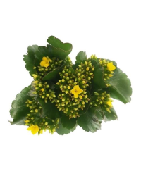 Kalanchoé De Blossfeld Jaune