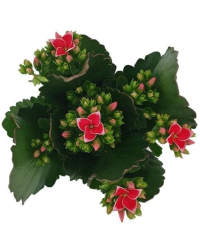 Kalanchoé De Blossfeld Piton Rose Clair