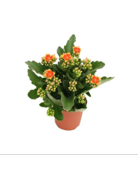 Kalanchoé De Blossfeld Piton Orange