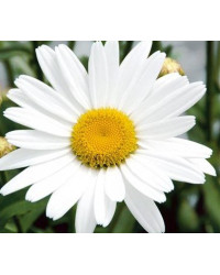 Marguerite Leucanthenum White Mountain