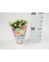 Kalanchoé De Blossfeld Mini Blanc