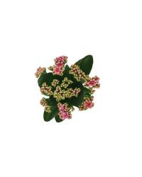 Kalanchoé De Blossfeld Calandiva Rose