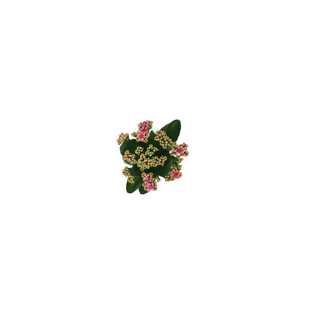 Kalanchoé De Blossfeld Calandiva Rose