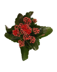 Kalanchoé De Blossfeld Calandiva Rouge
