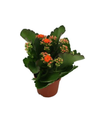 Kalanchoé De Blossfeld Calandiva Orange