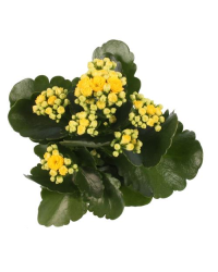 Kalanchoé De Blossfeld Calandiva Jaune
