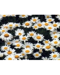 Marguerite Leucanthenum White Mountain