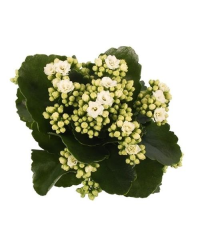 Kalanchoé Calandiva Pollux Blanc