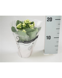 Kalanchoé Calandiva Blanc