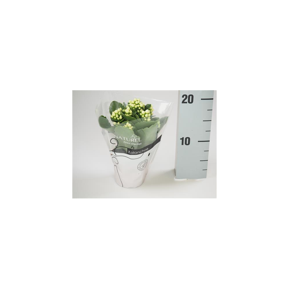 Kalanchoé Calandiva Blanc