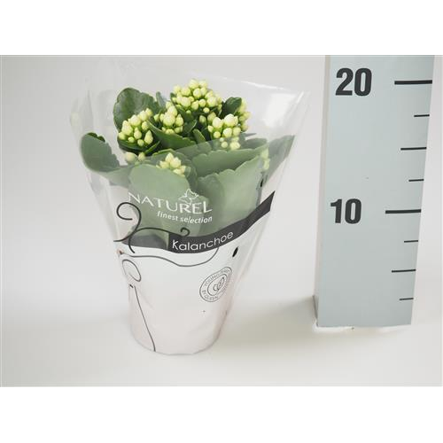 Kalanchoé Calandiva Blanc