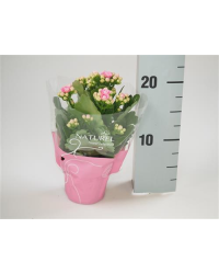Kalanchoé Calandiva Rose