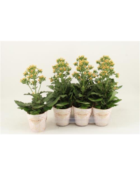 Kalanchoé Femini Orange