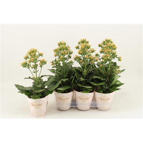 Kalanchoé Femini Orange
