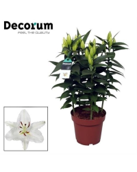 Lys Oriental Souvenir Blanc