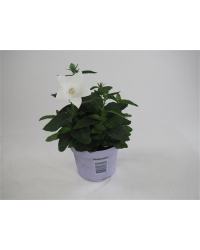 Platycodon Blanc