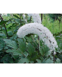 Actée Cimifuga White Pearl