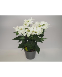 Poinsettia Blanc
