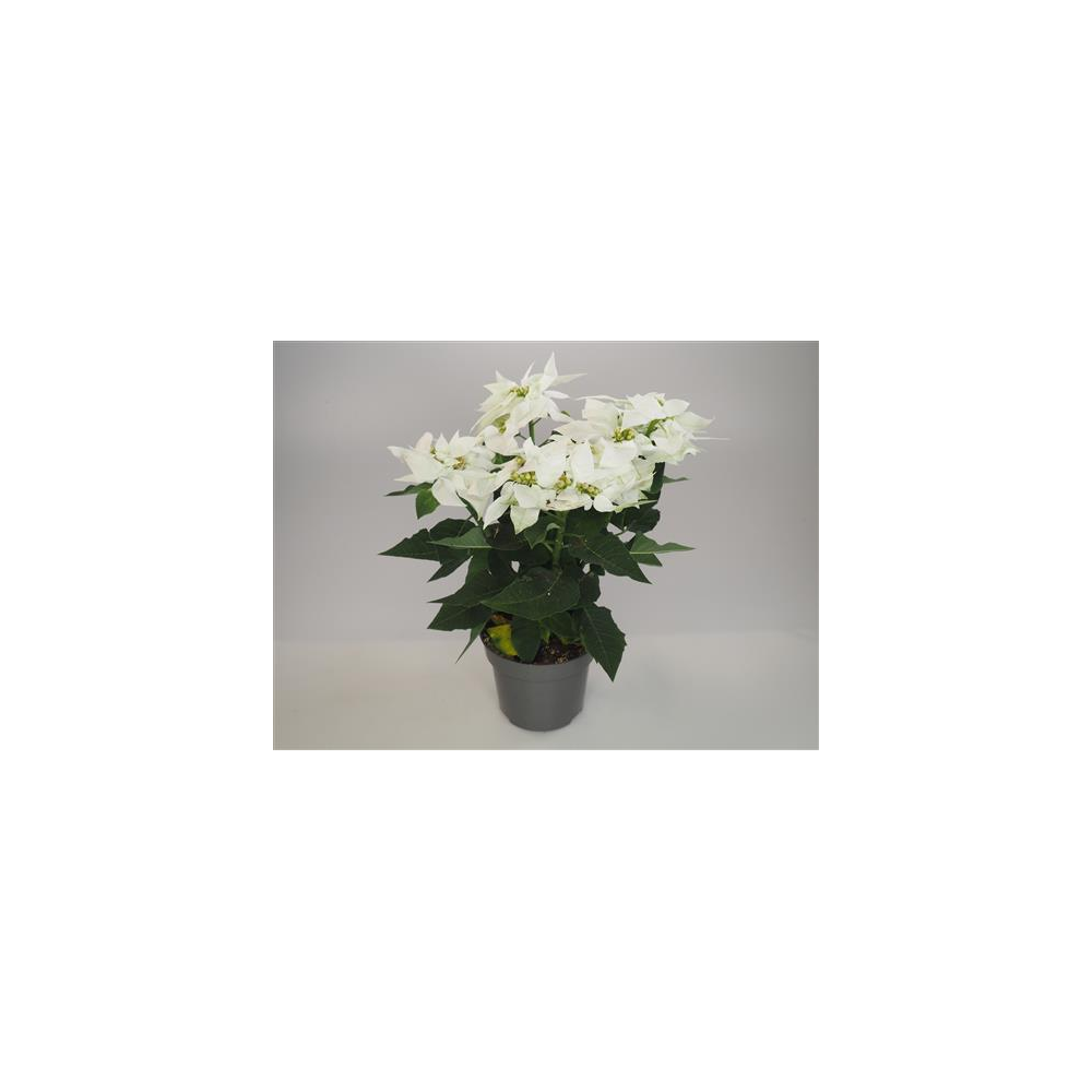 Poinsettia Blanc