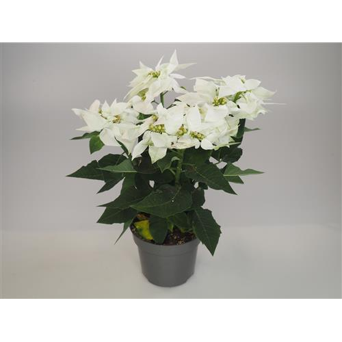 Poinsettia Blanc