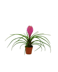 Tillandsia Fille De LAir Mini Anita Rose