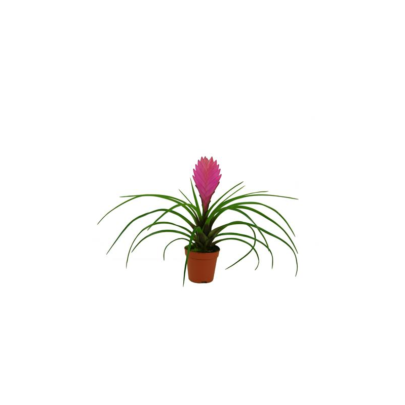 Tillandsia - Bouton de Rose