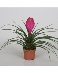 Tillandsia Fille De LAir Anita Rose